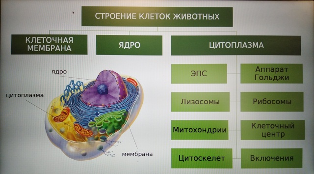 Занятие по теме &amp;quot;Строение животных. Клетки и ткани&amp;quot;..